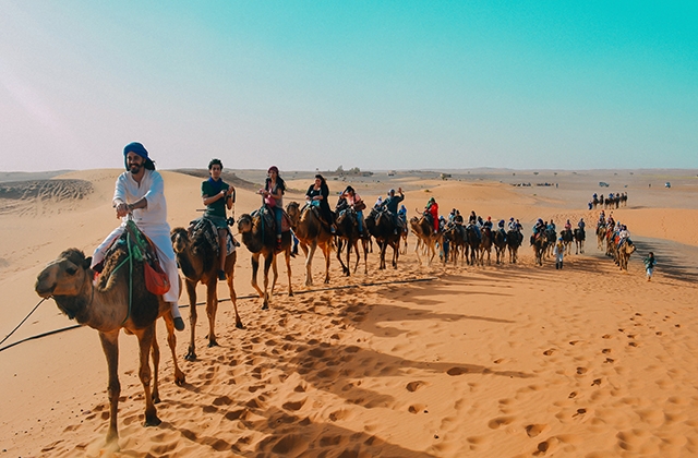 merzouga camel terkking