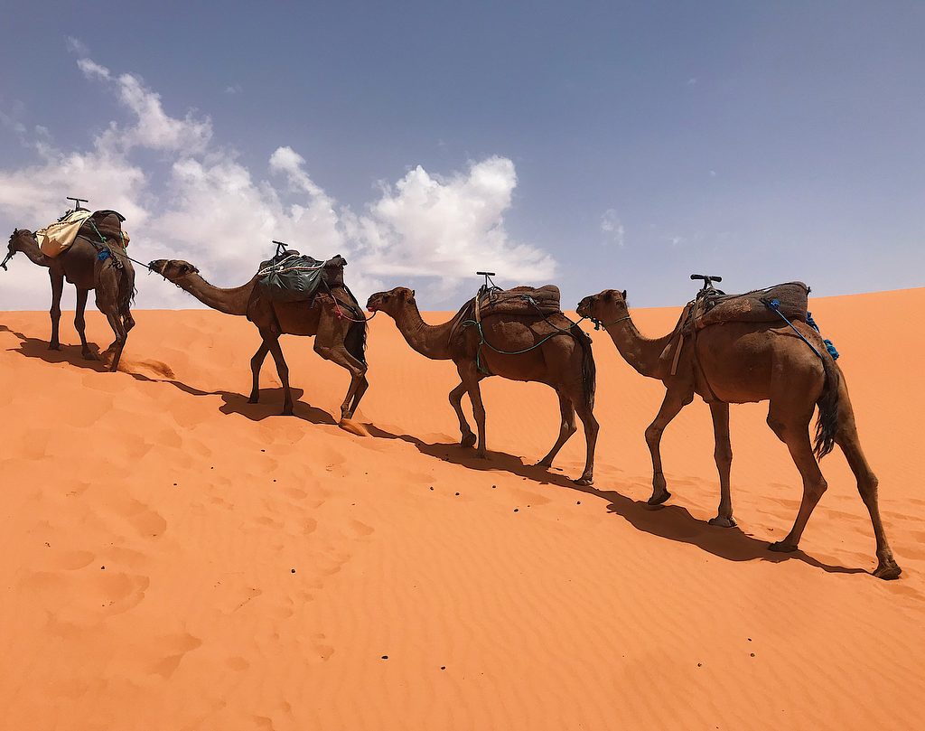 2 NIGHTS IN DESERT CAMP & CAMEL RIDE